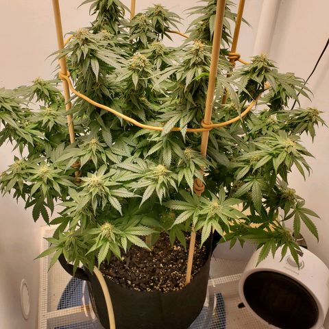 Rose growlog timeline photo