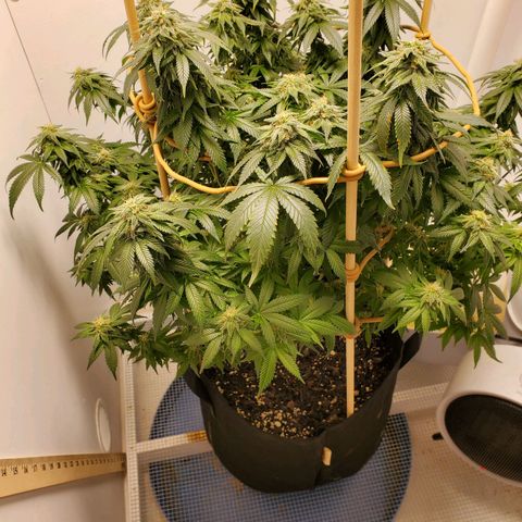 Rose growlog timeline photo