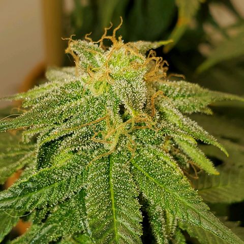 Rose growlog timeline photo