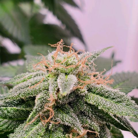 Rose growlog timeline photo