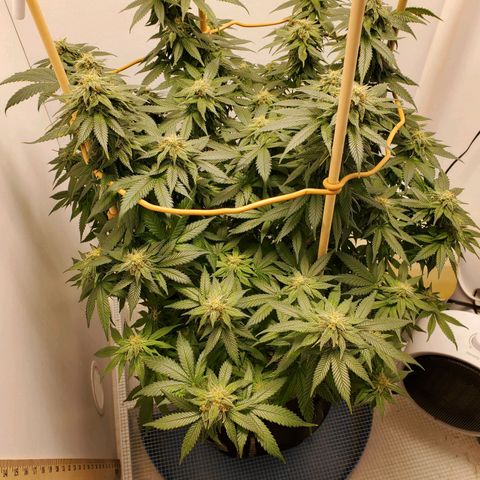 Rose growlog timeline photo