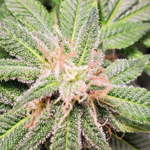 Rose growlog timeline photo