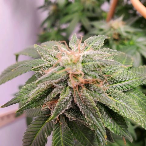 Rose growlog timeline photo