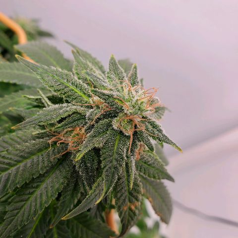 Rose growlog timeline photo