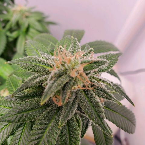 Rose growlog timeline photo