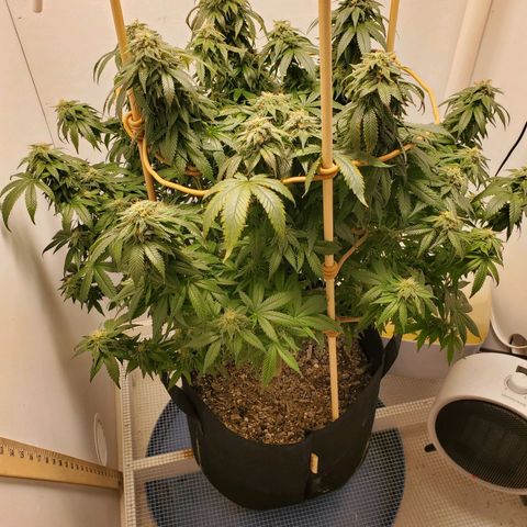 Rose growlog timeline photo