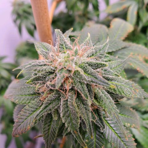 Rose growlog timeline photo