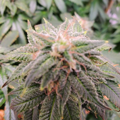 Rose growlog timeline photo