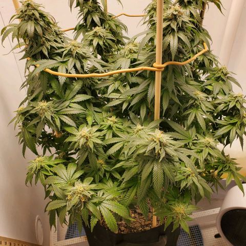 Rose growlog timeline photo