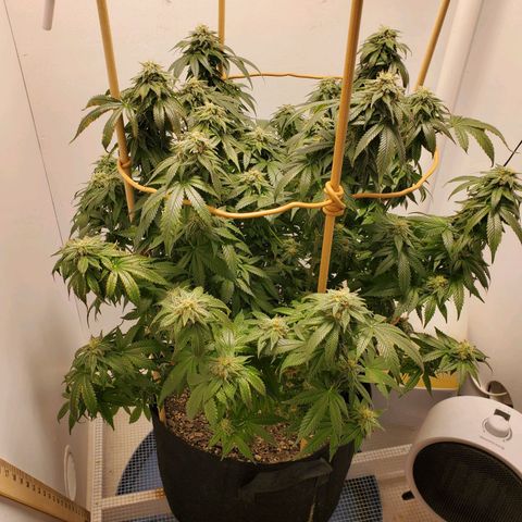 Rose growlog timeline photo