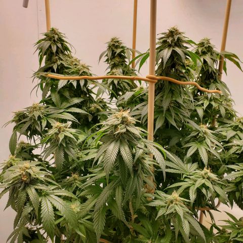 Rose growlog timeline photo
