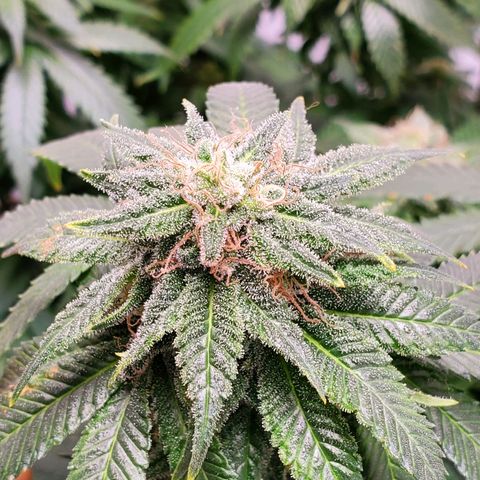 Rose growlog timeline photo