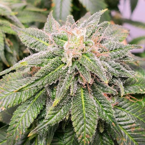 Rose growlog timeline photo