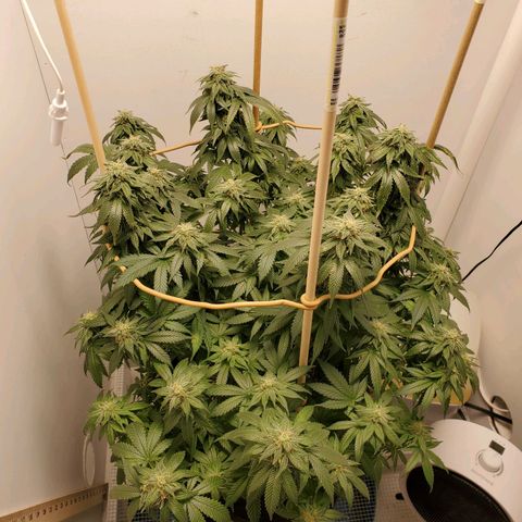Rose growlog timeline photo
