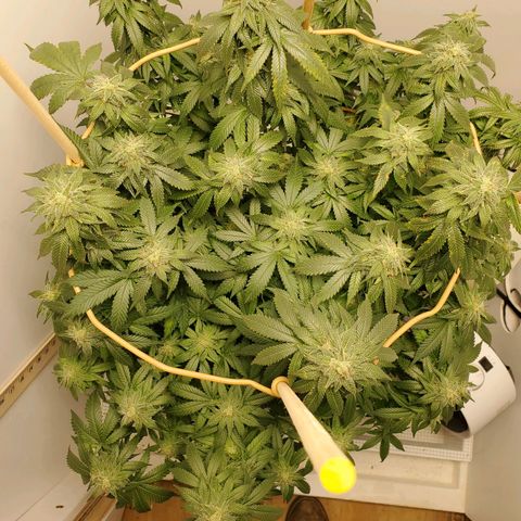 Rose growlog timeline photo