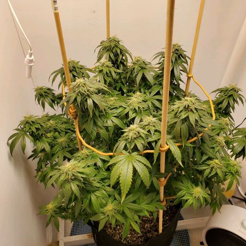 Rose growlog timeline photo