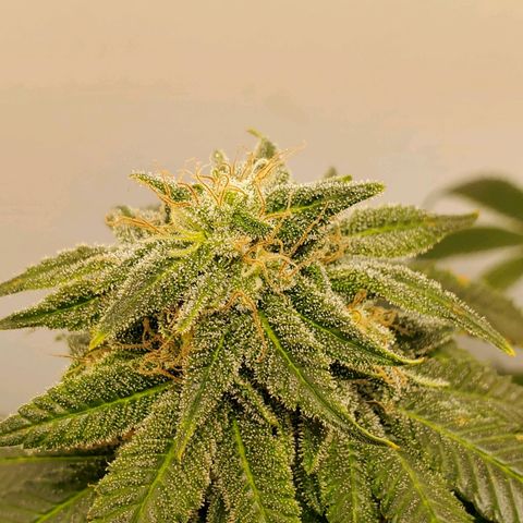 Rose growlog timeline photo