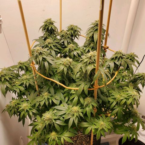 Rose growlog timeline photo
