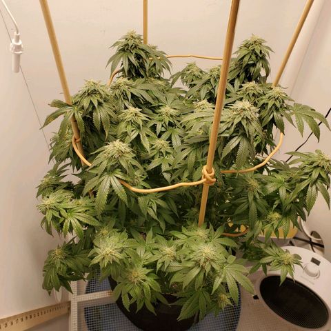 Rose growlog timeline photo
