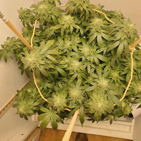 Rose growlog timeline photo
