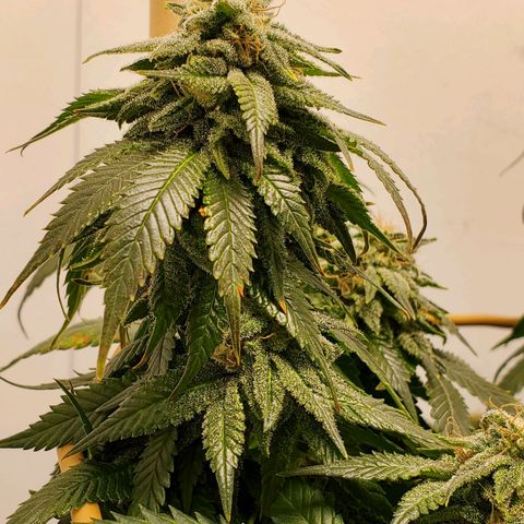 Rose growlog timeline photo