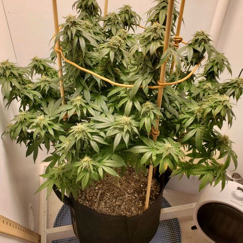 Rose growlog timeline photo