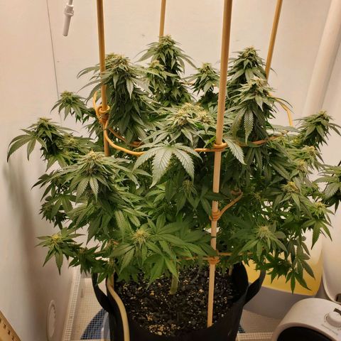 Rose growlog timeline photo