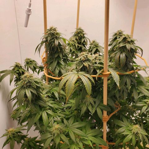 Rose growlog photo: 1:30 PM