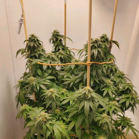 Rose growlog photo: 1:30 PM