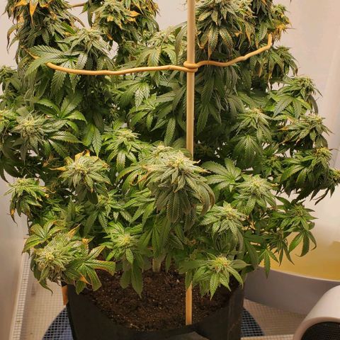 Rose growlog photo: She's still hanging in there. Not sure if it's a deficiency or end of life at this point