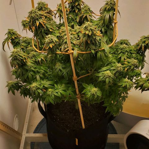 Rose growlog photo: She's still hanging in there. Not sure if it's a deficiency or end of life at this point