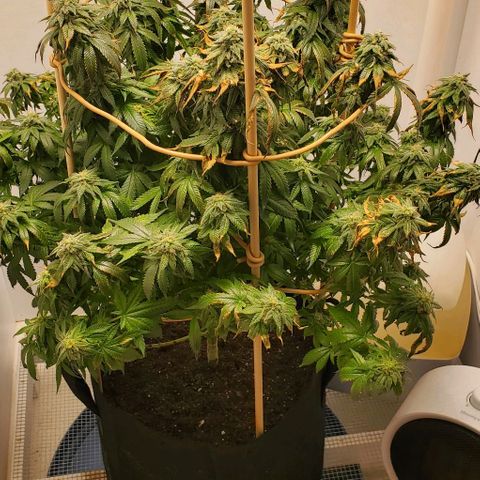 Rose growlog photo: She's still hanging in there. Not sure if it's a deficiency or end of life at this point