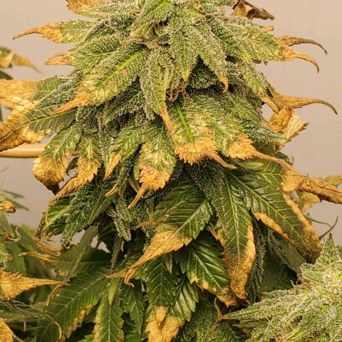 Rose growlog photo: She's still hanging in there. Not sure if it's a deficiency or end of life at this point