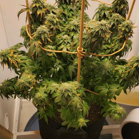 Rose growlog photo: She's still hanging in there. Not sure if it's a deficiency or end of life at this point