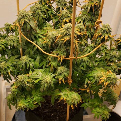 Rose growlog photo: 5:30 PM