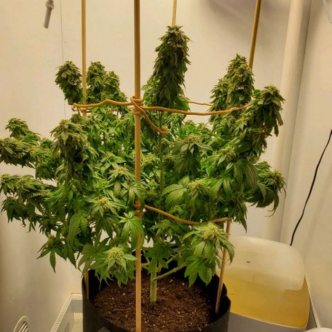 Rose growlog photo: 1:00 PM as I watered and trimmed