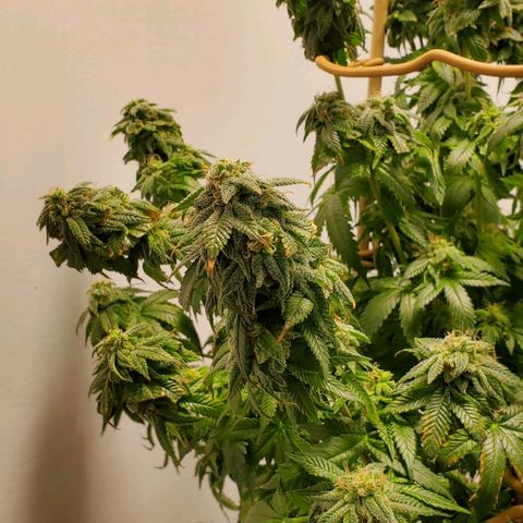Rose growlog photo: 1:00 PM as I watered and trimmed
