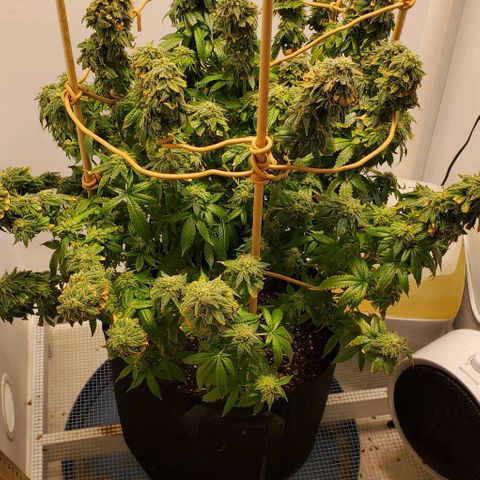 Rose growlog photo: Having trouble keeping the heat down...  I should have planted about a month earlier.