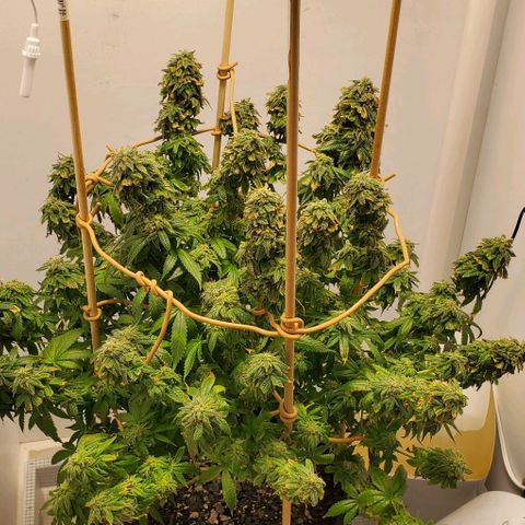 Rose growlog photo: Having trouble keeping the heat down...  I should have planted about a month earlier.