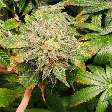 Rose growlog photo: Having trouble keeping the heat down...  I should have planted about a month earlier.