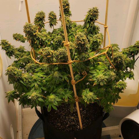 Rose growlog photo: Having trouble keeping the heat down...  I should have planted about a month earlier.