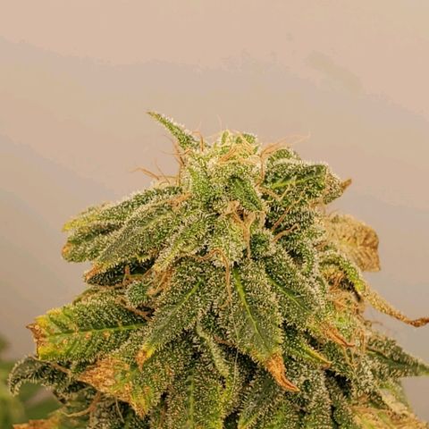 Rose growlog photo: Having trouble keeping the heat down...  I should have planted about a month earlier.