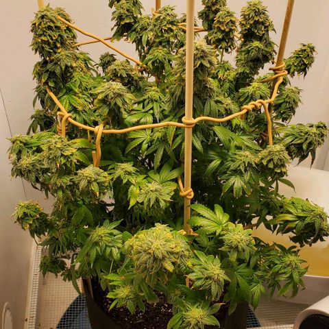 Rose growlog photo: Having trouble keeping the heat down...  I should have planted about a month earlier.
