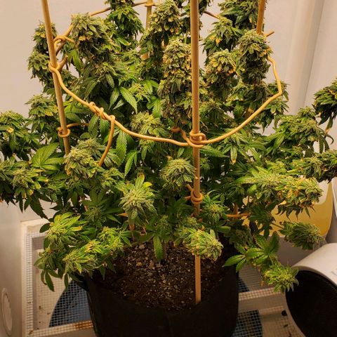 Rose growlog photo: 5:00 PM 