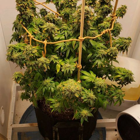 Rose growlog photo: 5:00 PM 