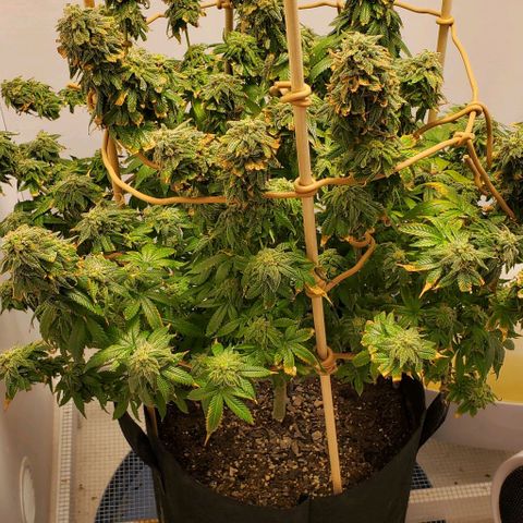 Rose growlog photo: 5:00 PM 