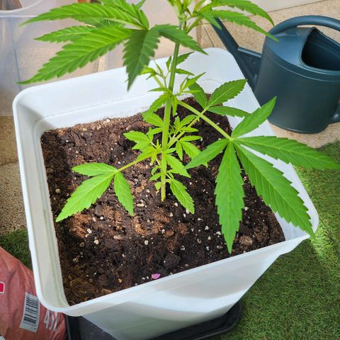 Royal jack 1 growlog timeline photo