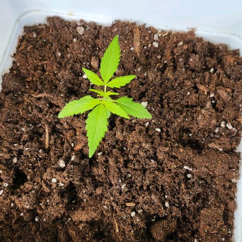 Royal jack 1 growlog timeline photo