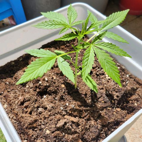 Royal jack 1 growlog timeline photo