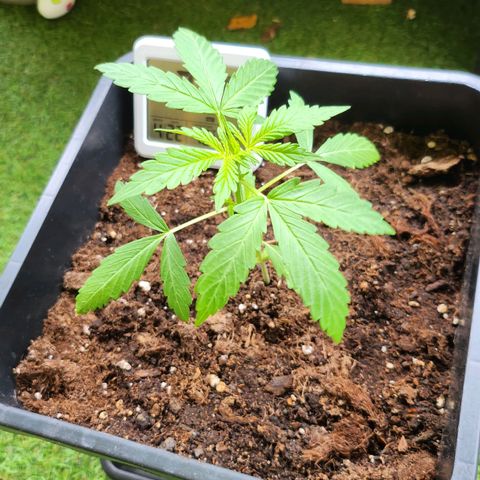 Sweet Skunk Automatic growlog timeline photo
